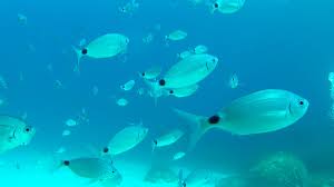 Image result for Oblada melanurus