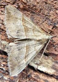 Attēlu rezultāti vaicājumam “Hypena proboscidalis”