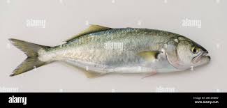 Image result for Pomatomus saltatrix