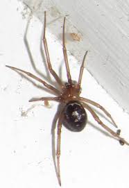 Attēlu rezultāti vaicājumam “Steatoda grossa female”