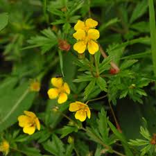 Image result for Potentilla erecta