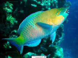 Image result for Scarus zelindae