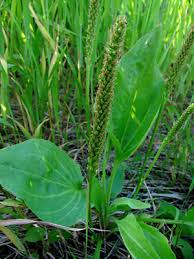Attēlu rezultāti vaicājumam “Plantago major subsp. intermedia leaf”