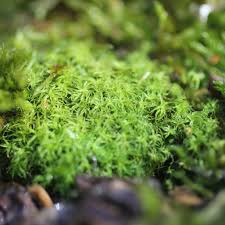 Attēlu rezultāti vaicājumam “Tortella tortuosa”