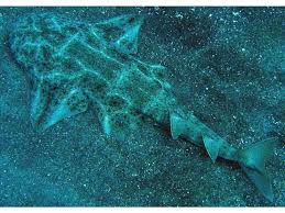 Image result for Squatina dumeril