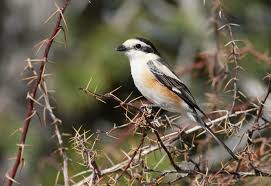 Image result for Lanius nubicus