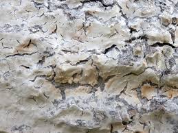 Attēlu rezultāti vaicājumam “Athelia arachnoidea”