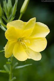 Image result for Nachtkerze