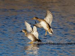 Attēlu rezultāti vaicājumam “Anas strepera female”