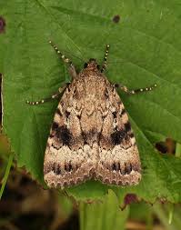 Attēlu rezultāti vaicājumam “Amphipyra pyramidea”