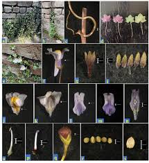 Attēlu rezultāti vaicājumam “Cymbalaria muralis leaf”