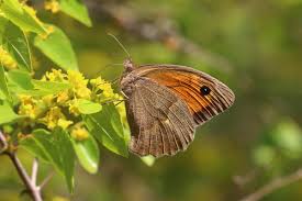 Attēlu rezultāti vaicājumam “Maniola jurtina”