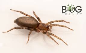 Attēlu rezultāti vaicājumam “Gnaphosidae”