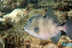 Image result for Balistes capriscus