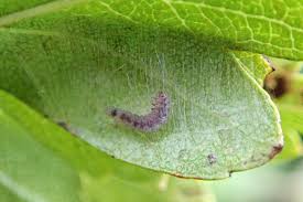 Attēlu rezultāti vaicājumam “Parornix anglicella”