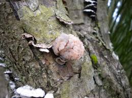 Attēlu rezultāti vaicājumam “Tremella encephala”