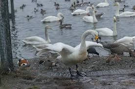 Image result for South Yorkshire Swans