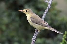 Image result for Hippolais polyglotta