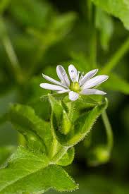 Attēlu rezultāti vaicājumam “Myosoton aquaticum”
