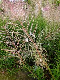 Attēlu rezultāti vaicājumam “Epilobium angustifolium fruit”