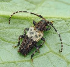 Attēlu rezultāti vaicājumam “Pogonocherus hispidulus”