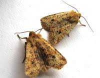 Attēlu rezultāti vaicājumam “Conistra rubiginea”