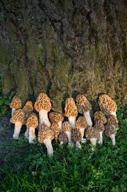 Attēlu rezultāti vaicājumam “Morchella esculenta”