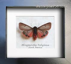 Attēlu rezultāti vaicājumam “Phragmatobia fuliginosa imago”