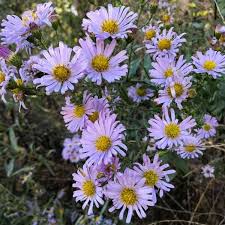 Image result for Aster