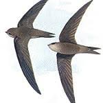 Image result for Apus pacificus