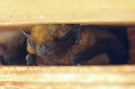 Attēlu rezultāti vaicājumam “Nyctalus leisleri”