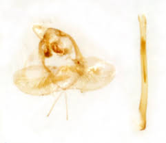 Attēlu rezultāti vaicājumam “Argyresthia spinosella”