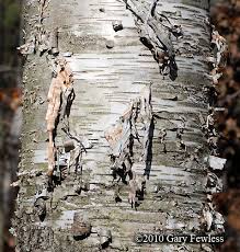 Attēlu rezultāti vaicājumam “Betula papyrifera”