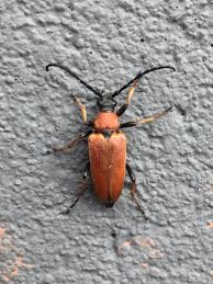 Attēlu rezultāti vaicājumam “Leptura rubra”