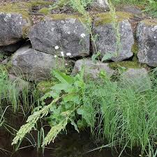 Attēlu rezultāti vaicājumam “Rumex aquaticus bud”