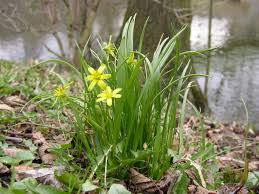Attēlu rezultāti vaicājumam “Gagea lutea”