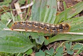 Attēlu rezultāti vaicājumam “Lasiocampa quercus larva”