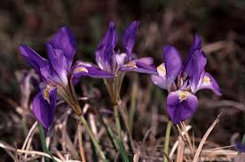 Attēlu rezultāti vaicājumam “Iridaceae”