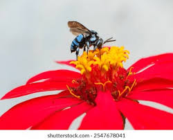 Attēlu rezultāti vaicājumam “Lamprotettix nitidulus”