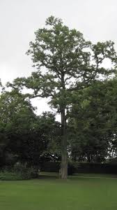 Attēlu rezultāti vaicājumam “Robinia pseudoacacia leaf”