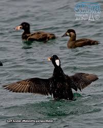 Image result for Melanitta perspicillata