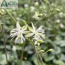 Attēlu rezultāti vaicājumam “Anemone x lipsiensis leaf”