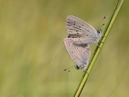 Attēlu rezultāti vaicājumam “Cupido minimus underside”