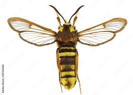 Attēlu rezultāti vaicājumam “Sesia apiformis”