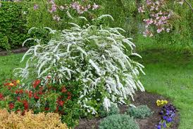 Attēlu rezultāti vaicājumam “Spiraea”