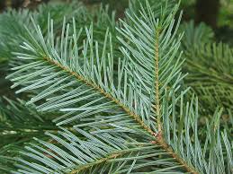 Attēlu rezultāti vaicājumam “Abies sibirica”