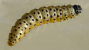 Attēlu rezultāti vaicājumam “Depressaria olerella”