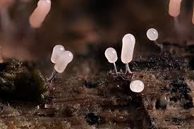 Attēlu rezultāti vaicājumam “Stemonitopsis typhina spores”