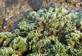 Attēlu rezultāti vaicājumam “Bryum neodamense”