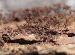 Attēlu rezultāti vaicājumam “Cribraria cancellata macro”